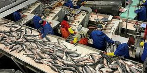 阿拉斯加海鮮加工廠疫情暴發(fā) 96名員工確診新冠肺炎，海產(chǎn)品加工安全引關(guān)注