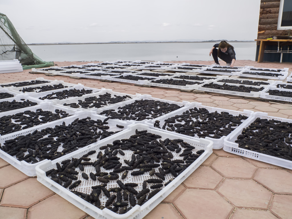 從深海到餐桌 海參養殖、加工與美食的完美融合